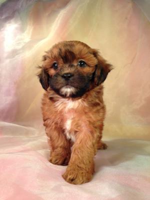 Wisconsin, Illinois, Minnesota, and Iowa Teddy Bear Shoppers are Very Lucky to be Located within a Short Driving Distance of Purebredpups!  Mixed Breed Puppies for Sale only Cost $675